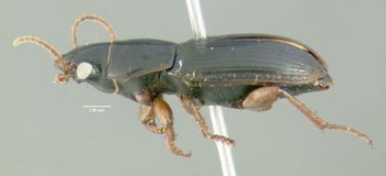 Media type: image;   Entomology 614730 Aspect: habitus lateral view